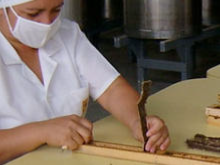 Extraction de la propolis verte